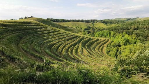 Vineyard